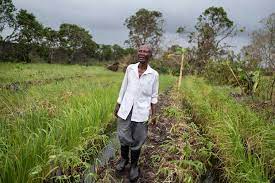 مردی پس از طوفان در یک مزرعه برنج در موزامبیک ایستاده است.